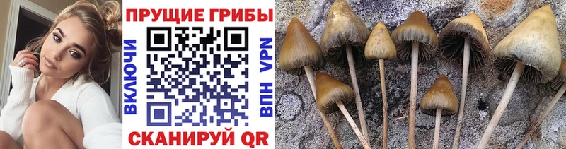 Псилоцибиновые грибы Magic Shrooms наркошоп Славянск-на-Кубани